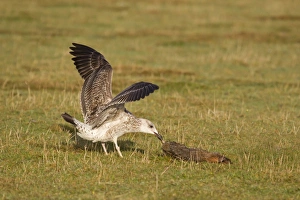 Herring Gull (Larus argentatus) juvenile, feeding on dead European Rabbit (Oryctolagus cunniculus), Suffolk, England