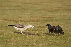 Herring Gull (Larus argentatus) juvenile, chasing Carrion Crow (Corvus corone) two adults