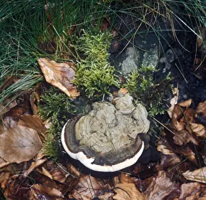 Heterobasidion annosum is a basidiomycete fungus in the family Bondarzewiaceae