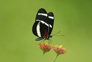 Costa Rican Prints: Hewitsons Longwing (Heliconius hewitsoni) adult