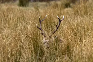 Hiding Prints: Hiding in the long grass a Red Deer stag with its antlers just showing