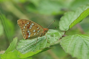Pyrenean Prints: High Brown Fritillary (Argynnis adippe) adult
