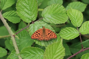 High Brown Fritillary (Argynnis adippe) adult, resting on bramble leaf, Hautes-Pyrenees, Midi-Pyrenees, France, June