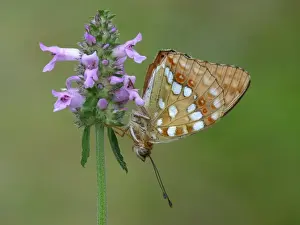 Roost Prints: High Brown Fritillary (Argynnis adippe) cleodippe form