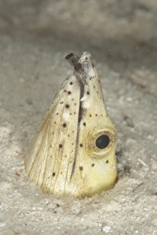 Sipadan Prints: Highfin Snake-eel (Ophichthus altipennis) adult