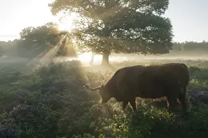 Grazer Prints: Highland Cattle, cow, backlit, grazing in lowland heathland habitat at dawn