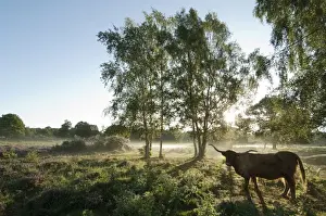 Heathland Prints: Highland Cattle, cow, backlit, standing in lowland heathland habitat at dawn