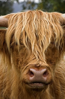 Funny Prints: Highland Cattle, cow, close-up of head, Highlands, Perthshire, Scotland