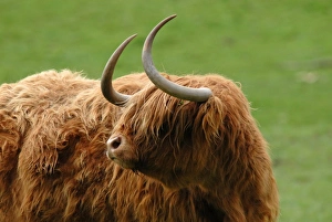 Funny Prints: Highland Cattle, cow, close-up of head