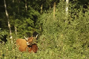 Highland Cattle, cow, feeding on Silver Birch (Betula pendula) on lowland heathland, Hothfield Heathlands, Kent