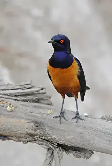 Hildebrandts Starling (Lamprotornis hildebrandti) adult, perched on branch, Lake Naivasha, Kenya, october