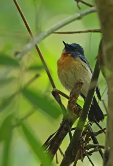 Hill Blue-flycatcher (Cyornis banyumas whitei) adult male, perched on branch, Kaeng Krachan N. P. Thailand, february