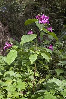 Himalayan Balsam (Impatiens glandulifera) introduced invasive species, flowering, Basingstoke Canal Nature Reserve