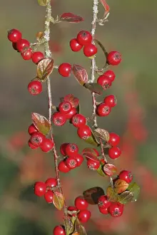 Cotoneaster Prints: Himalayan Cotoneaster (Cotoneaster simonsii) close-up of berries, Powys, Wales, november