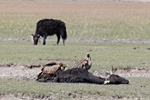 Carrion Prints: Himalayan Griffon (Gyps himalayensis) two adults