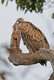 Scavenger Prints: Himalayan Griffon (Gyps himalayensis) immature