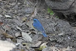 Song Bird Prints: Himalayan Orange-flanked Bush-robin (Tarsiger cyanurus rufilatus) adult male