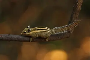 Kaeng Krachan Prints: Himalayan Striped Squirrel (Tamiops mcclellandii) adult