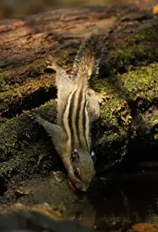 Himalayan Striped Squirrel (Tamiops mcclellandii) adult, drinking at forest pool, Kaeng Krachan N. P. Thailand, february