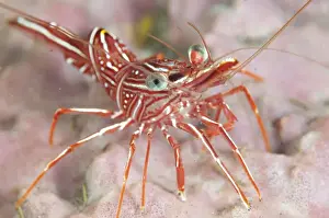 Hingebeak Prawn (Rhynchocinetes durbanensis) adult, on coral at reef, Seraya, Bali, Lesser Sunda Islands, Indonesia