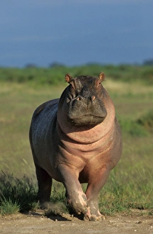 Hippopotamus (Hippopotamus amphibius) adult, walking, Masai Mara, Kenya