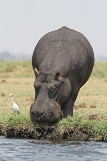Hippopotamus (Hippopotamus amphibius) adult, grazing at edge of water, followed by Cattle Egret (Bubulcus ibis)