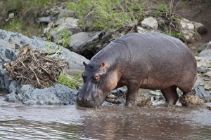 Hippopotamus (Hippopotamus amphibius) adult, walking into water, Serengeti N. P. Tanzania, november