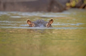 Hippopotamus (Hippopotamus amphibius) adult, submerged with eyes and ears just above surface, Kafue N. P
