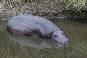 Hippopotamus (Hippopotamus amphibius) adult, resting in river, Talek River, Masai Mara National Reserve, Kenya, August