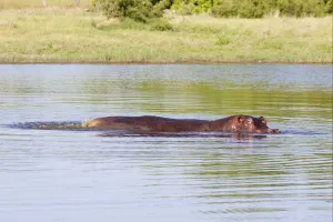 Dropping Prints: Hippopotamus (Hippopotamus amphibius) adult female