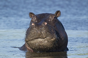Hippopotami Prints: Hippopotamus (Hippopotamus amphibius) adult male