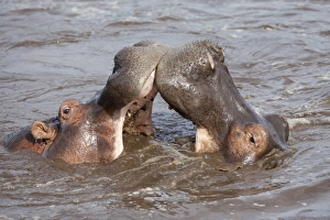 Teeth Prints: Hippopotamus (Hippopotamus amphibius) two adults