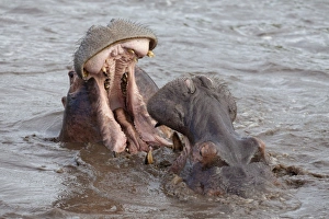 Hippopotamus (Hippopotamus amphibius) two adults, close-up of heads, fighting in water, Serengeti N. P
