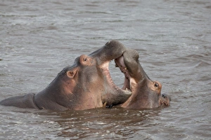Teeth Prints: Hippopotamus (Hippopotamus amphibius) two immatures