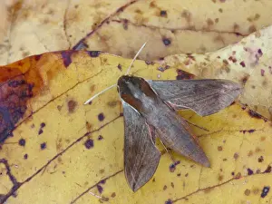 Fallen Prints: Hippotion Sphinx Moth (Hippotion boerhaviae) adult