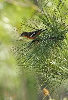 Pines Prints: Hispaniolan Crossbill (Loxia megaplaga) adult male