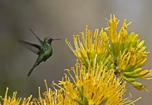 Emerald Prints: Hispaniolan Emerald (Chlorostilbon swainsonii) adult male