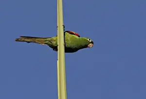 Hispaniolan Parakeet (Psittacara chloroptera) adult, perched on top spike of palm tree, Botanical Gardens