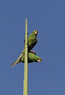 Parakeet Prints: Hispaniolan Parakeet (Psittacara chloroptera) adult pair