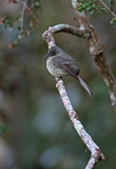 Tyrant Flycatcher Prints: Hispaniolan Pewee (Contopus hispaniolensis) adult