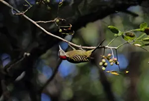 Hispaniolan Woodpecker (Melanerpes striatus) adult female, hanging from twig in fruiting tree, Botanical Gardens