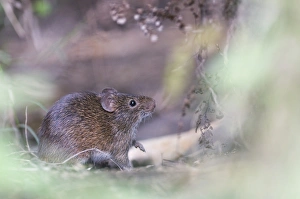 Rats Prints: Hispid Cotton Rat (Sigmodon hispidus) adult, standing amongst vegetation, Guatemala