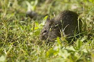 Hispid Cotton Rat (Sigmodon hispidus) adult, feeding in grassland, Quintana, Brazoria County, Texas, U. S. A. april