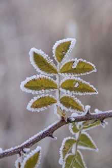 Freeze Prints: Hoar frost on Dog Rose leaves