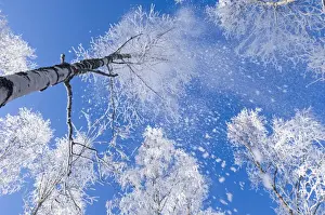 Cairn Gorm Prints: Hoar frost falling from Silver Birch (Betula pendula) trees in forest