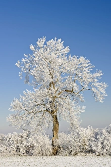 Hoar frost on Oak (Quercus sp. ) tree, Staffordshire, England, December