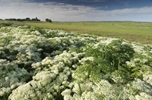 Cruciferae Prints: Hoary Cress (Cardaria draba) flowering