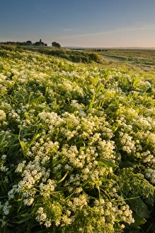 Marshlands Prints: Hoary Cress (Cardaria draba) flowering mass