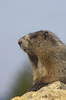 Washington Prints: Hoary Marmot (Marmota caligata) adult