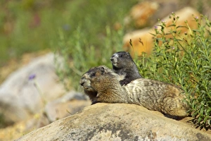 Washington Prints: Hoary Marmot (Marmota caligata) adult and young